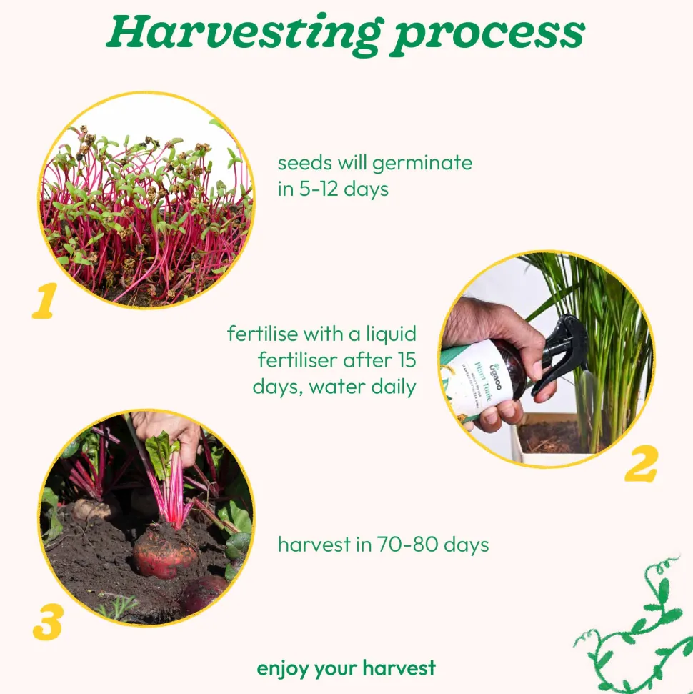 Beetroot Seeds