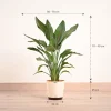 Bird Of Paradise Orange Plant - XL