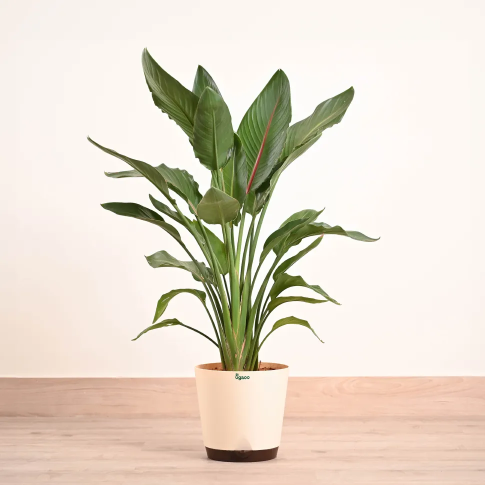 Bird Of Paradise Orange Plant - XL