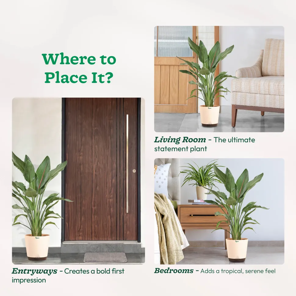 Bird Of Paradise Orange Plant - XL