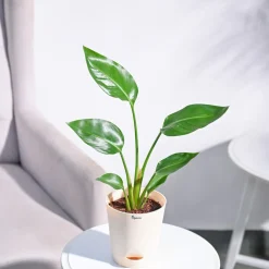 Bird of Paradise Plant
