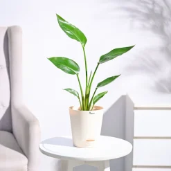 Bird of Paradise Plant