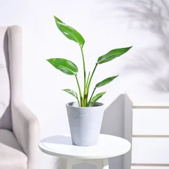 Bird of Paradise Plant