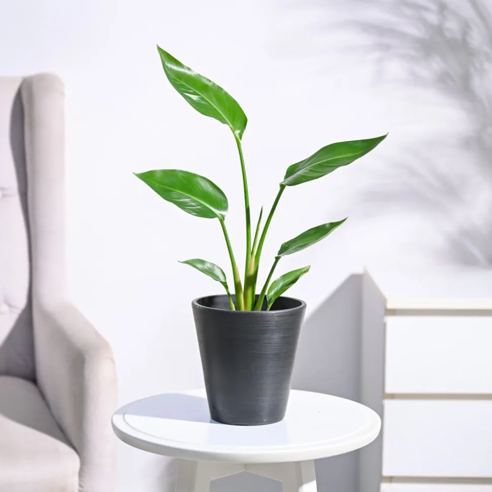 Bird of Paradise Plant