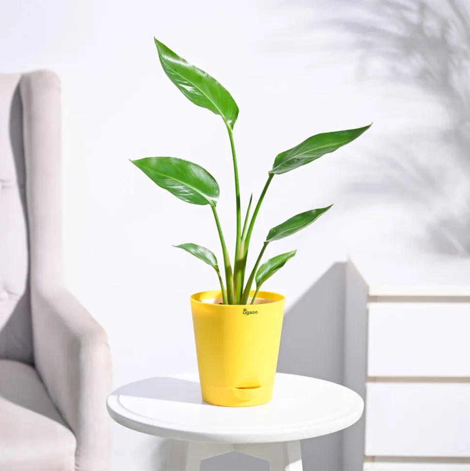 Bird of Paradise Plant