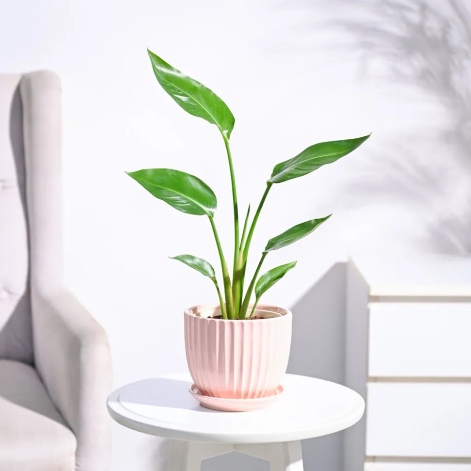 Bird of Paradise Plant