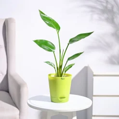 Bird of Paradise Plant
