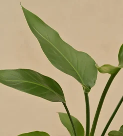 Bird of Paradise Plant