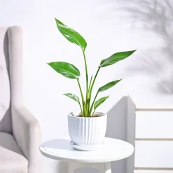 Bird of Paradise Plant