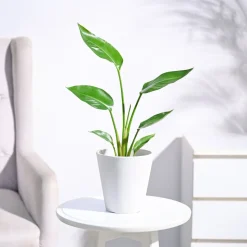 Bird of Paradise Plant