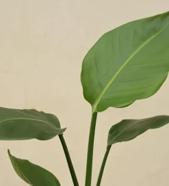 Bird of Paradise Plant