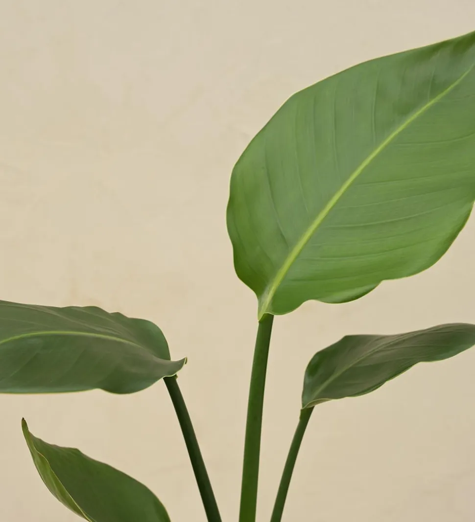 Bird of Paradise Plant