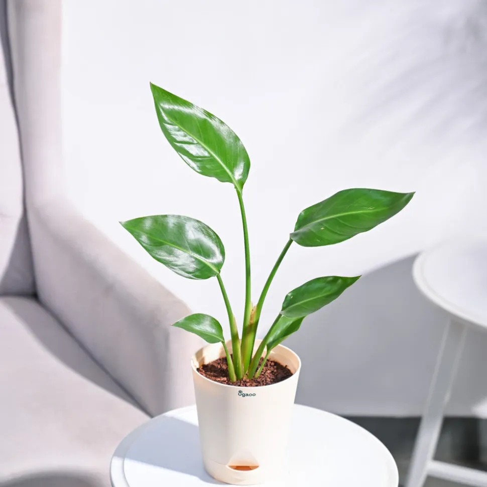 Bird of Paradise Plant