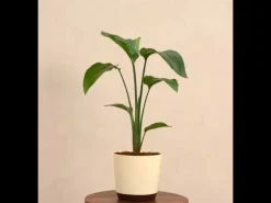 Bird of Paradise Plant