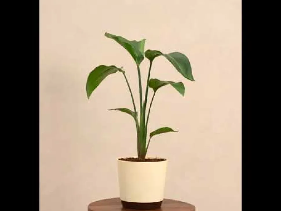 Bird of Paradise Plant