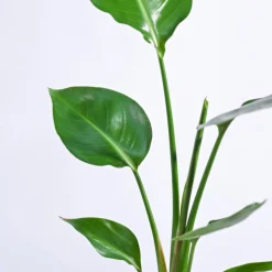 Bird of Paradise Plant