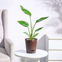 Bird of Paradise Plant