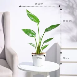 Bird of Paradise Plant