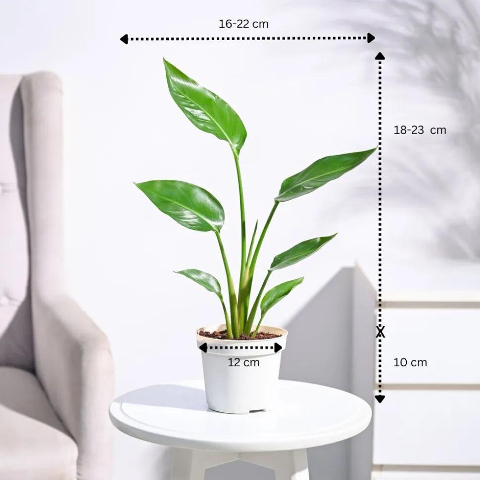 Bird of Paradise Plant
