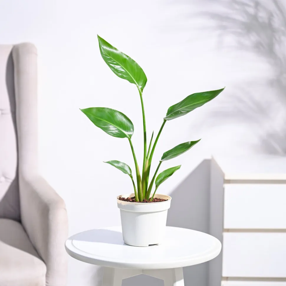 Bird of Paradise Plant