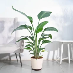 Bird of Paradise Plant - XL