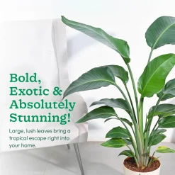 Bird of Paradise Plant - XL
