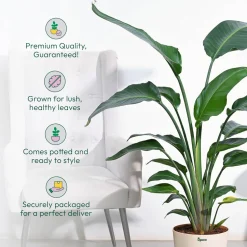 Bird of Paradise Plant - XL