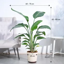 Bird of Paradise Plant - XL