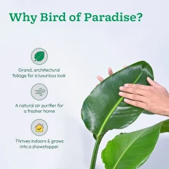Bird of Paradise Plant - XL