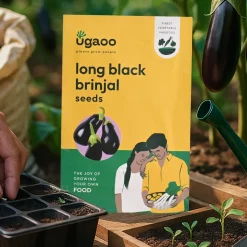 Black Brinjal Seeds (Long)