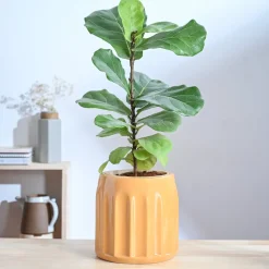 Blushing Sun Ceramic Planter