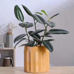 Blushing Sun Ceramic Planter
