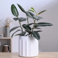 Blushing Sun Ceramic Planter