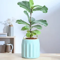Blushing Sun Ceramic Planter
