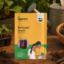 Brinjal Banarasi Giant Seeds