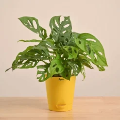 Broken Heart Plant