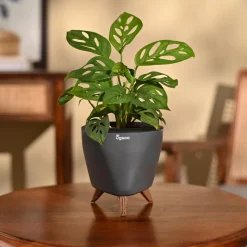 Broken Heart Plant