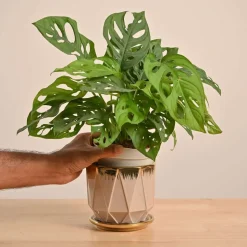 Broken Heart Plant