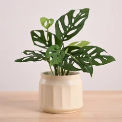 Broken Heart Plant