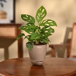 Broken Heart Plant