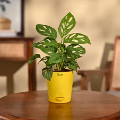 Broken Heart Plant