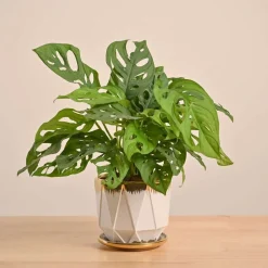 Broken Heart Plant
