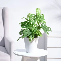 Broken Heart Plant
