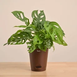 Broken Heart Plant