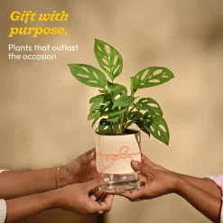 Broken Heart Plant