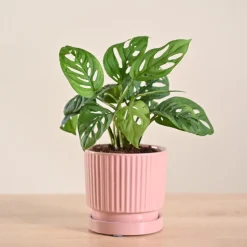 Broken Heart Plant