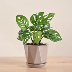 Broken Heart Plant