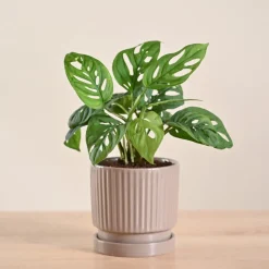Broken Heart Plant
