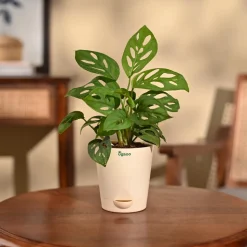Broken Heart Plant