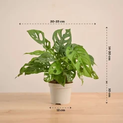 Broken Heart Plant